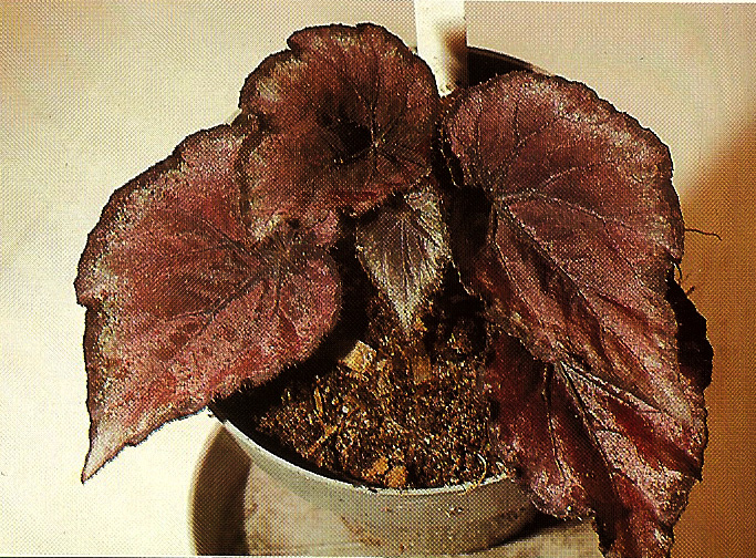 B. ‘Crimson Satin’
